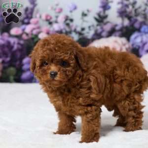 Zoey, Miniature Poodle Puppy